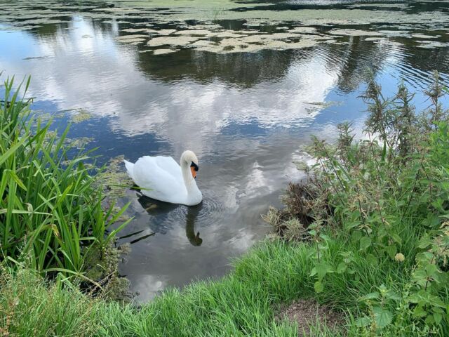 A lone cob swan #baconsthorpecastle seen during my site inspection yesterday. #swan #norfolkarchitect #wildlife